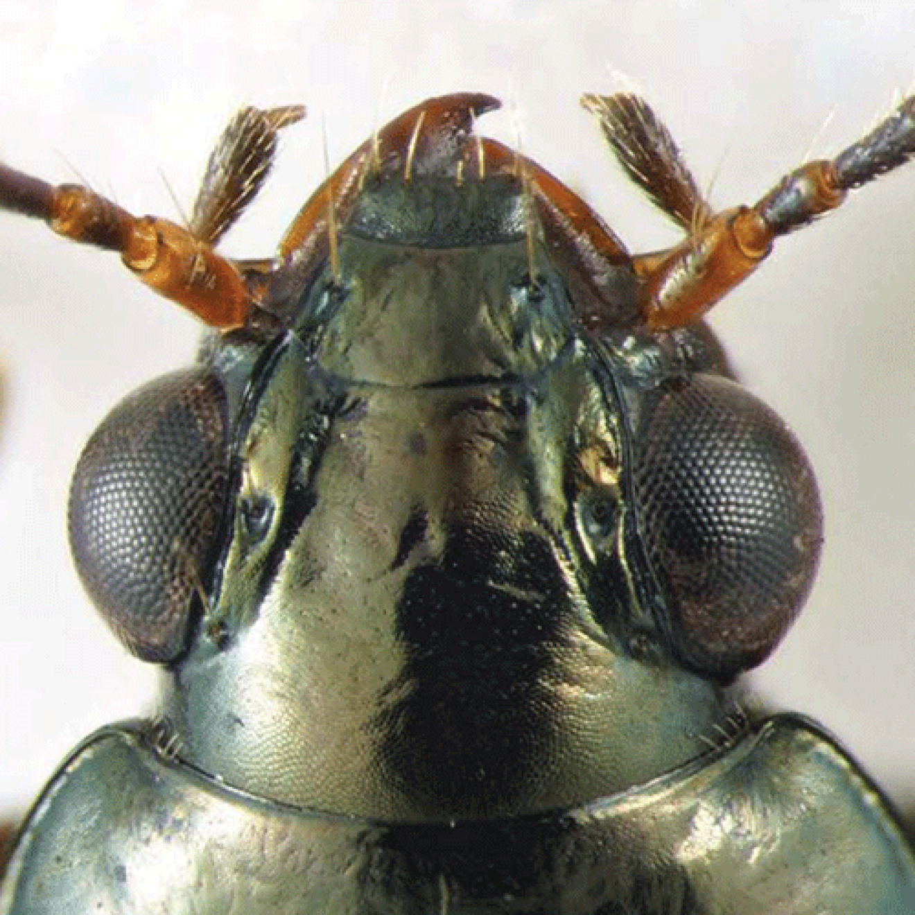 Bembidion brownorum beetle head