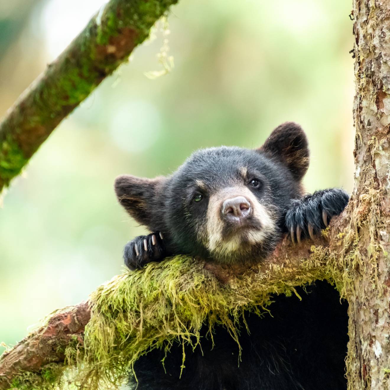 Black bear cub peering over tree branch