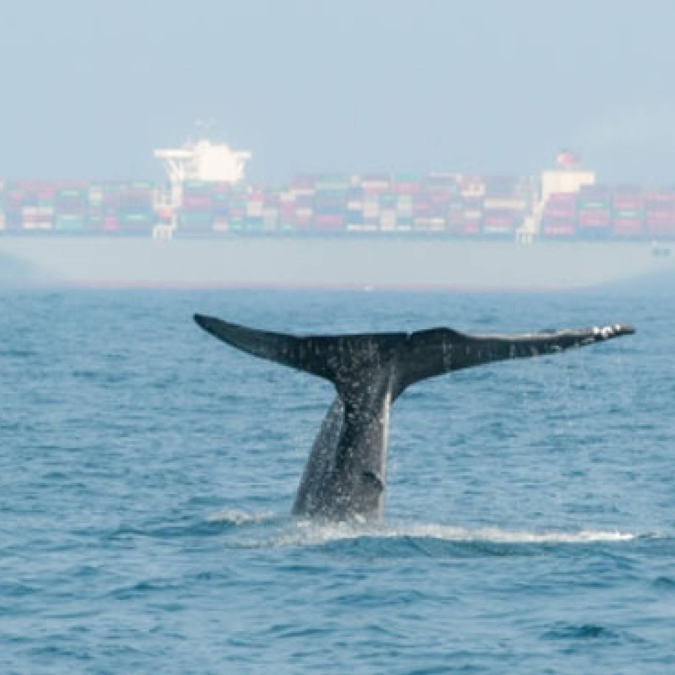 UC Santa Barbara blue whale cargo ship