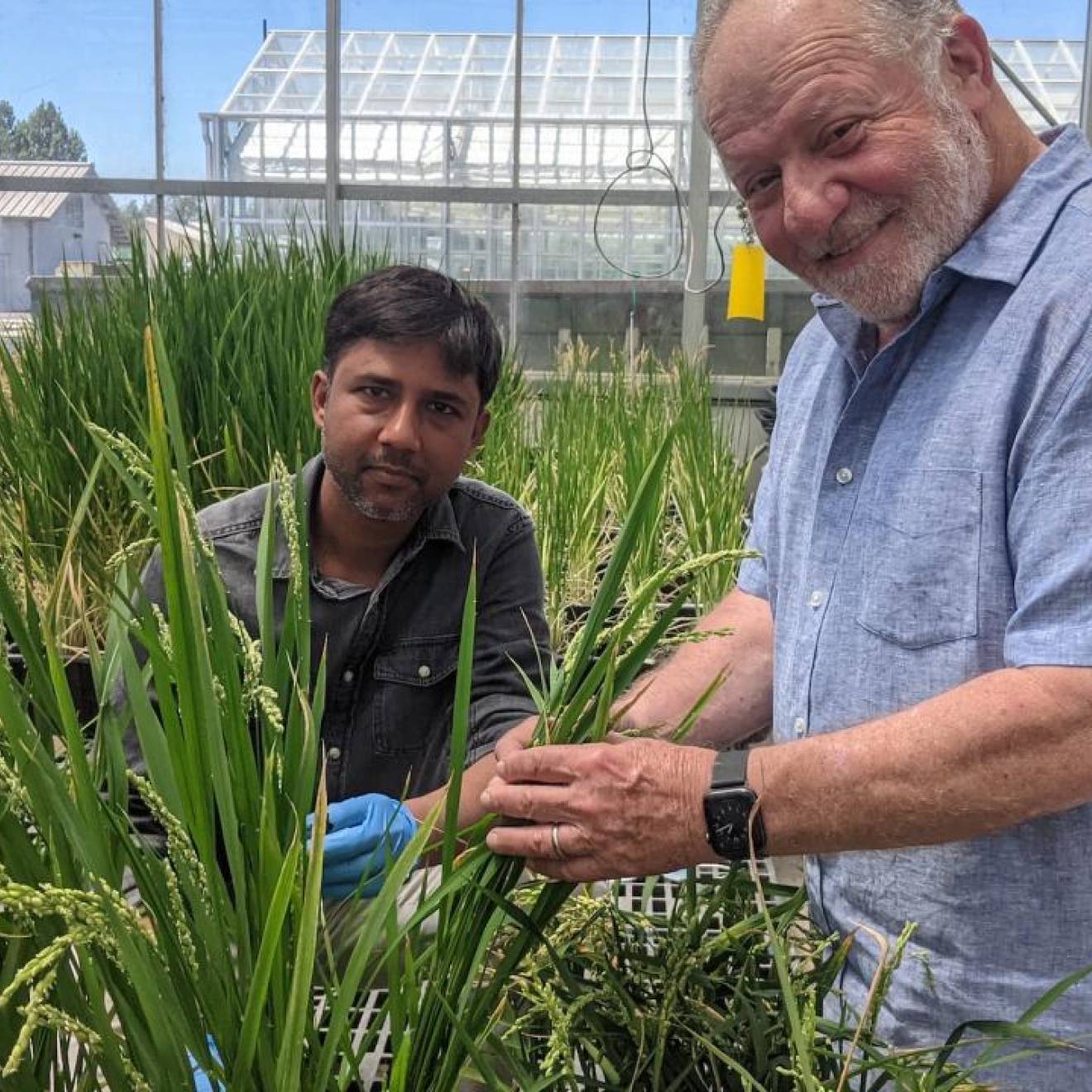 A young man of Southeast Asian descent with an older white man, right, in a greenhouse, examining rice and looking at the camera