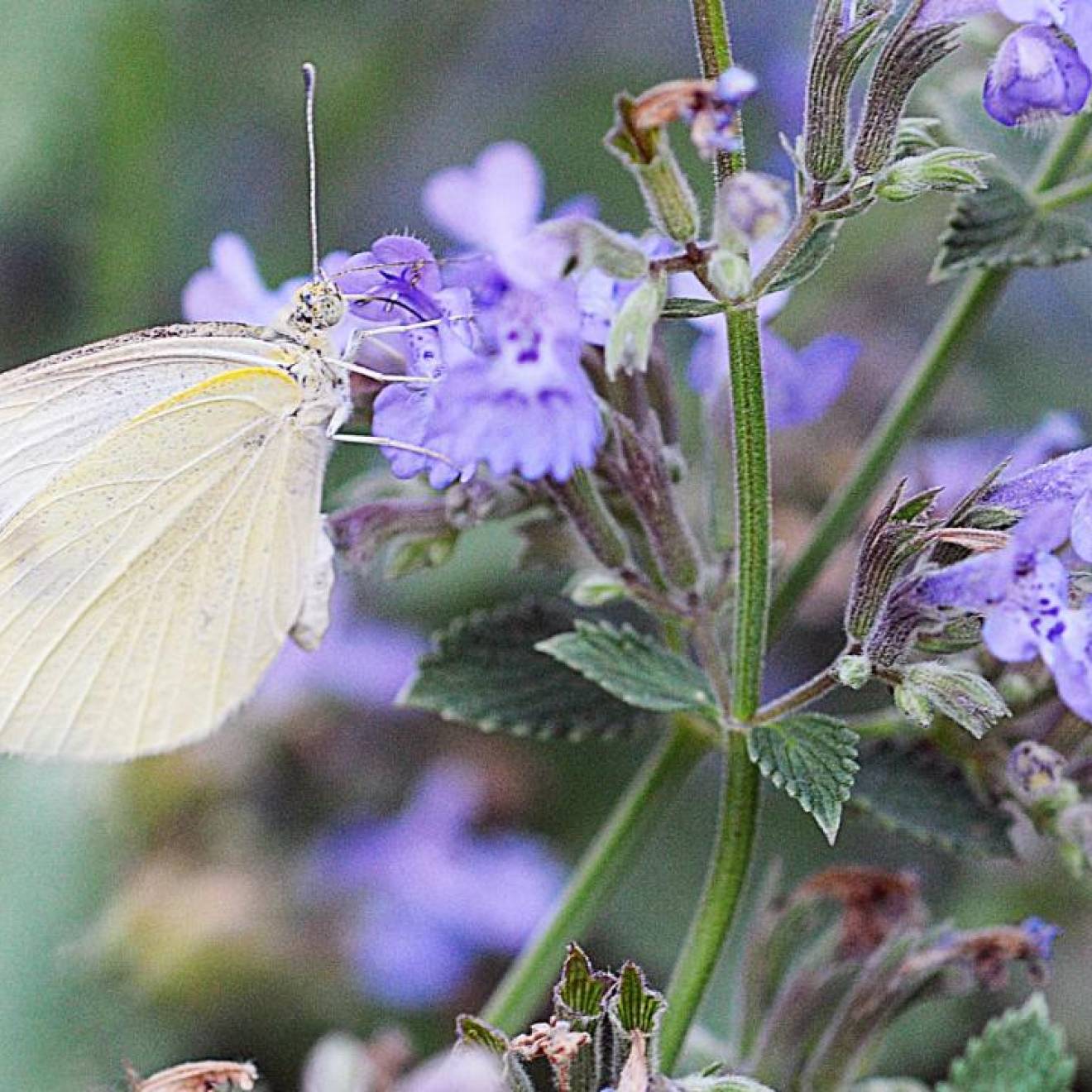 Cabbage white butterfly on lilac-colored flowers