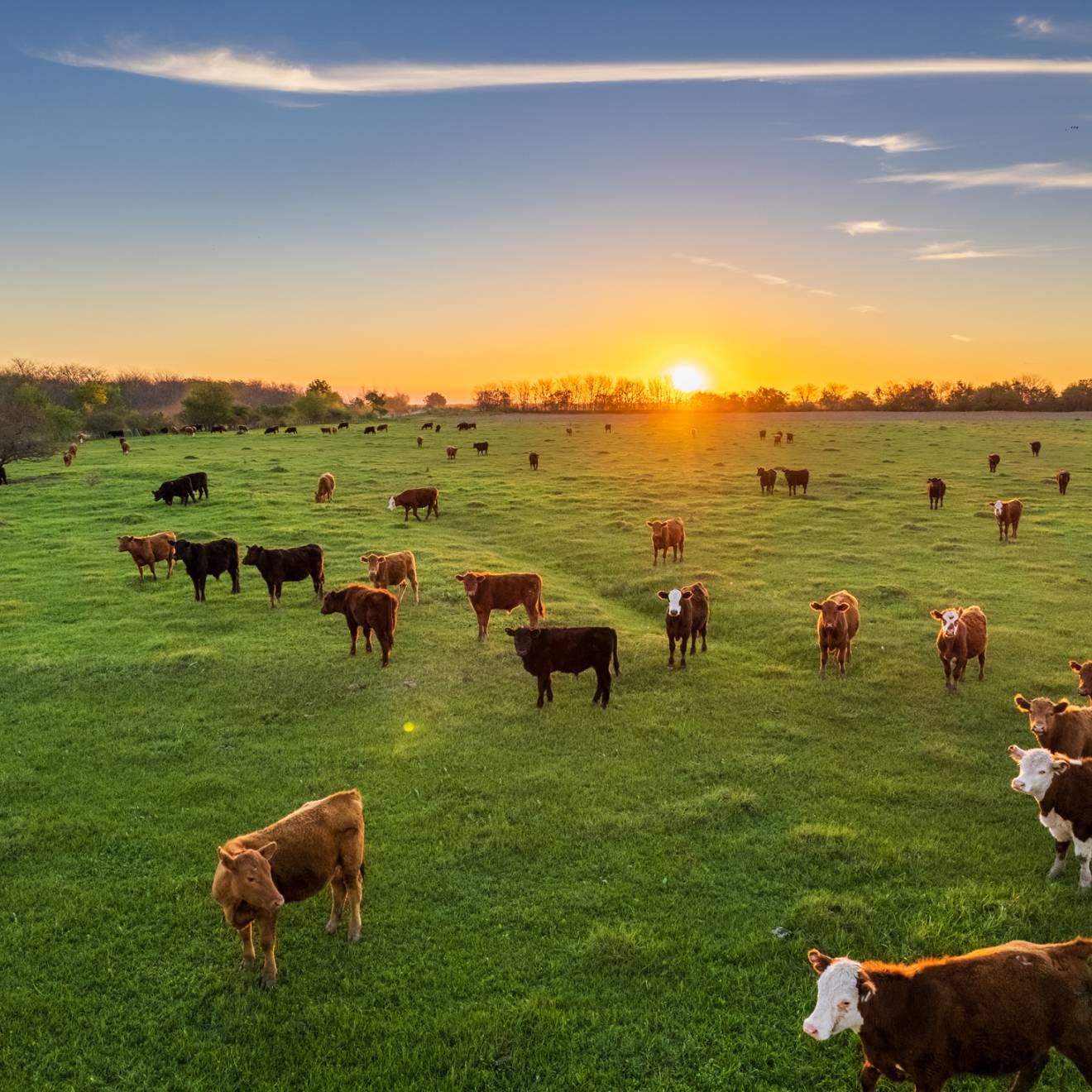 The sun sets on the horizon as cattle graze in the field
