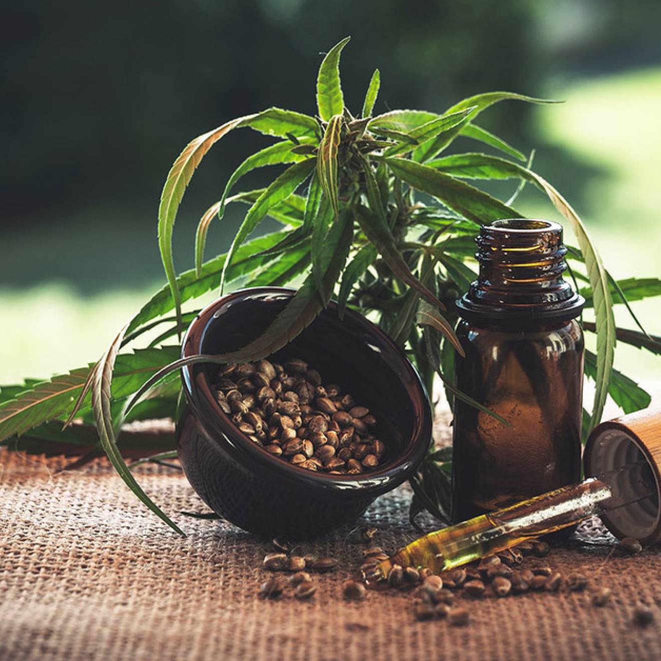 Cannabis plant