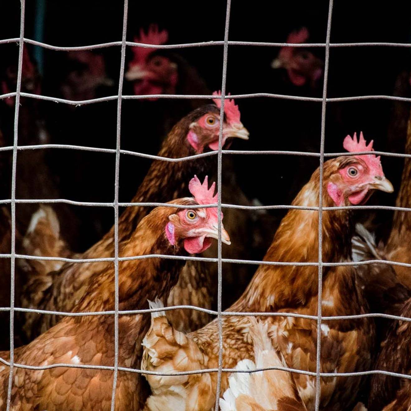 Chickens behind a pen of barbed wire