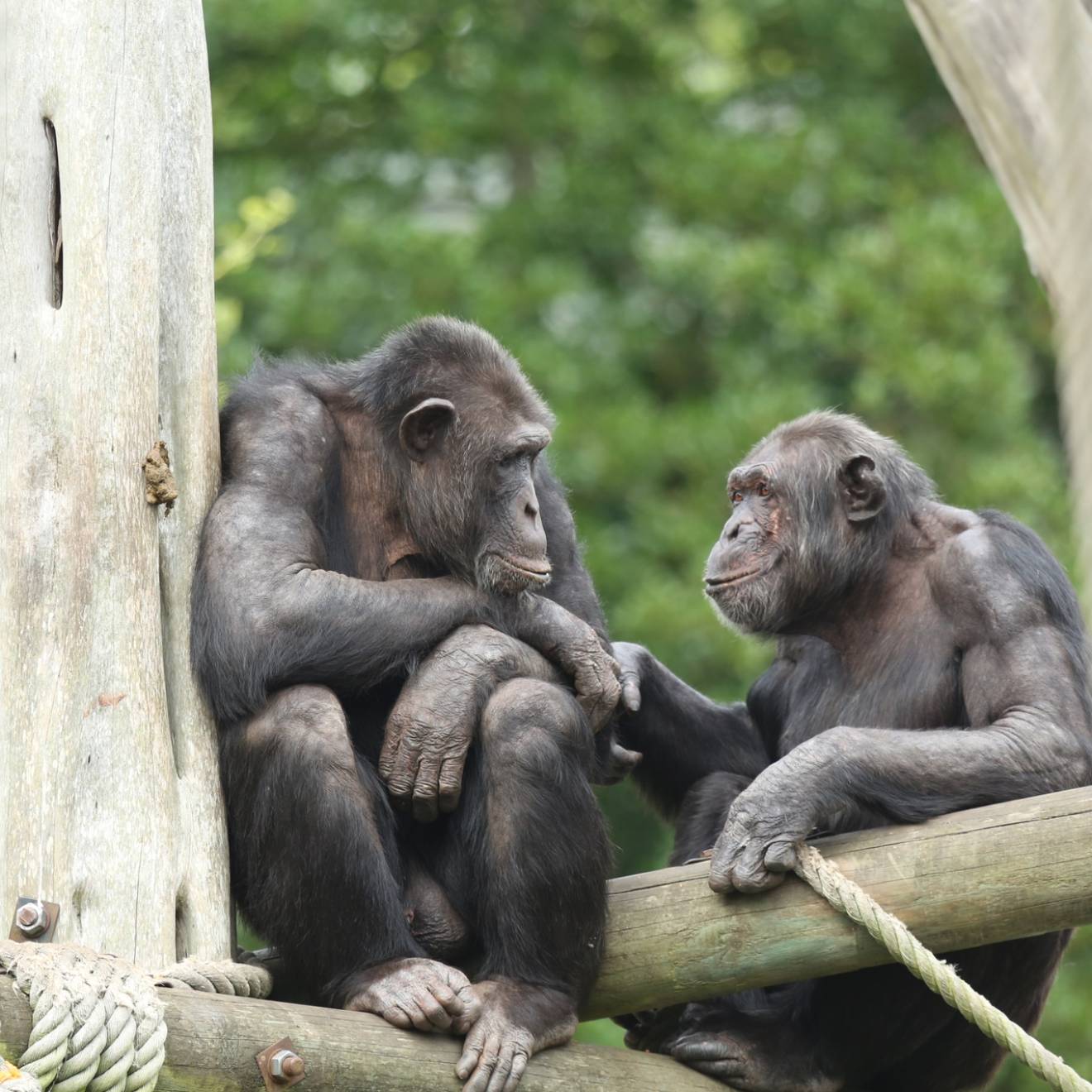 Two chimpanzees sit in tree branches. The one on the right is holding the hand of the one on the left, and they're looking at each other and seem to be smiling. 