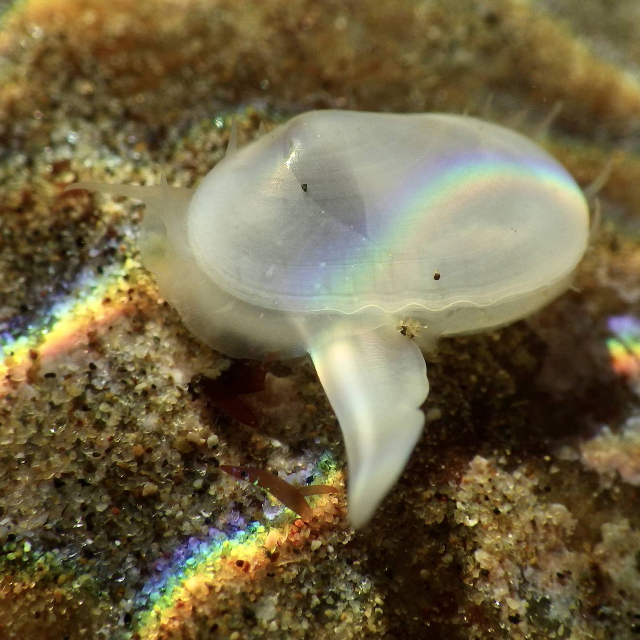 A little pale white clam underwater