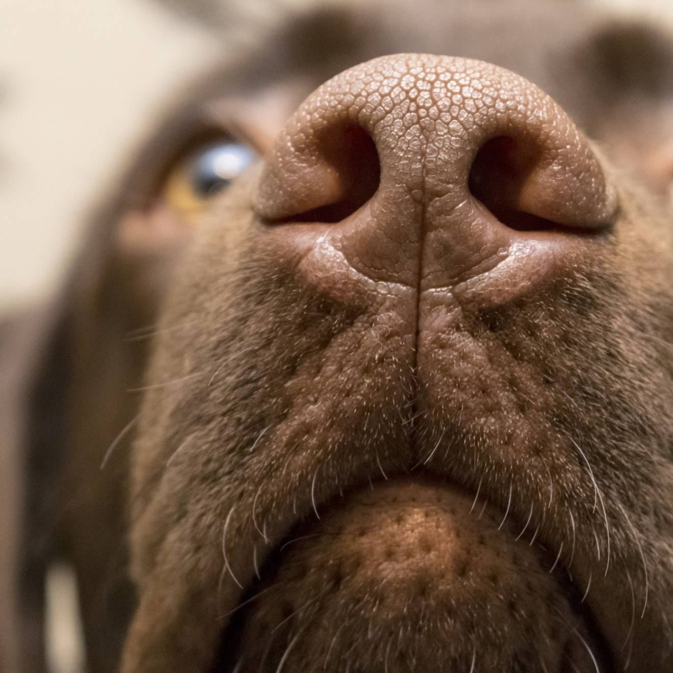 Closeup of a dog's nose