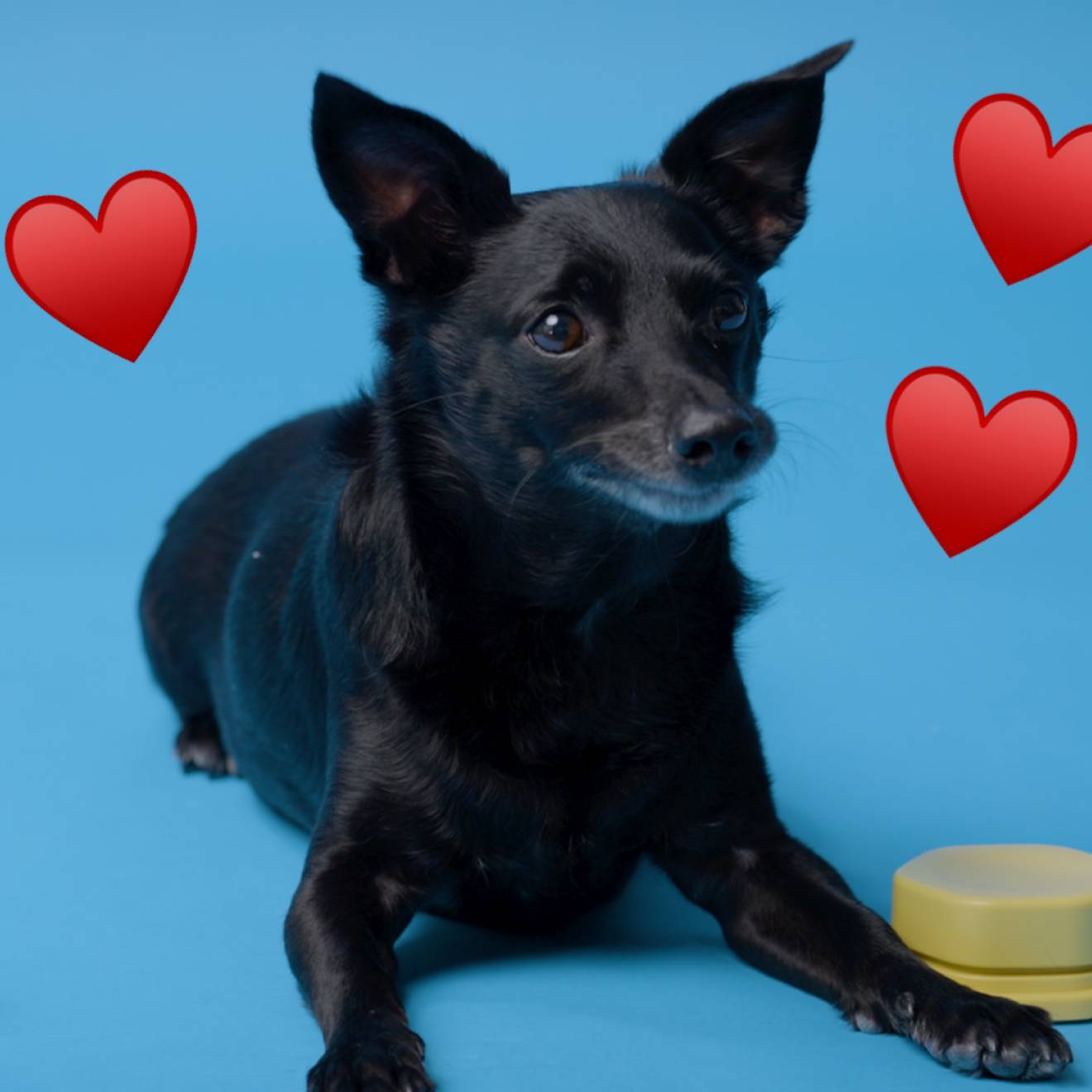 A black dog lying down alertly between two buttons with heart emojis next to him