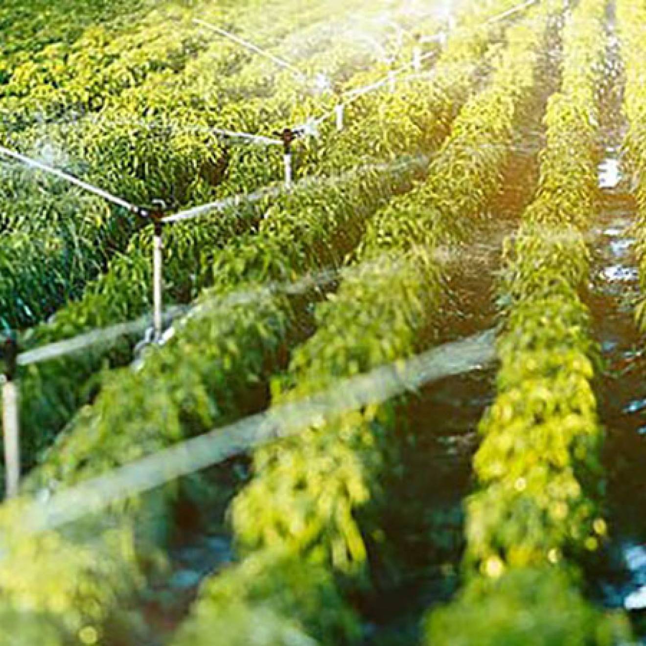 Crop field being irrigated