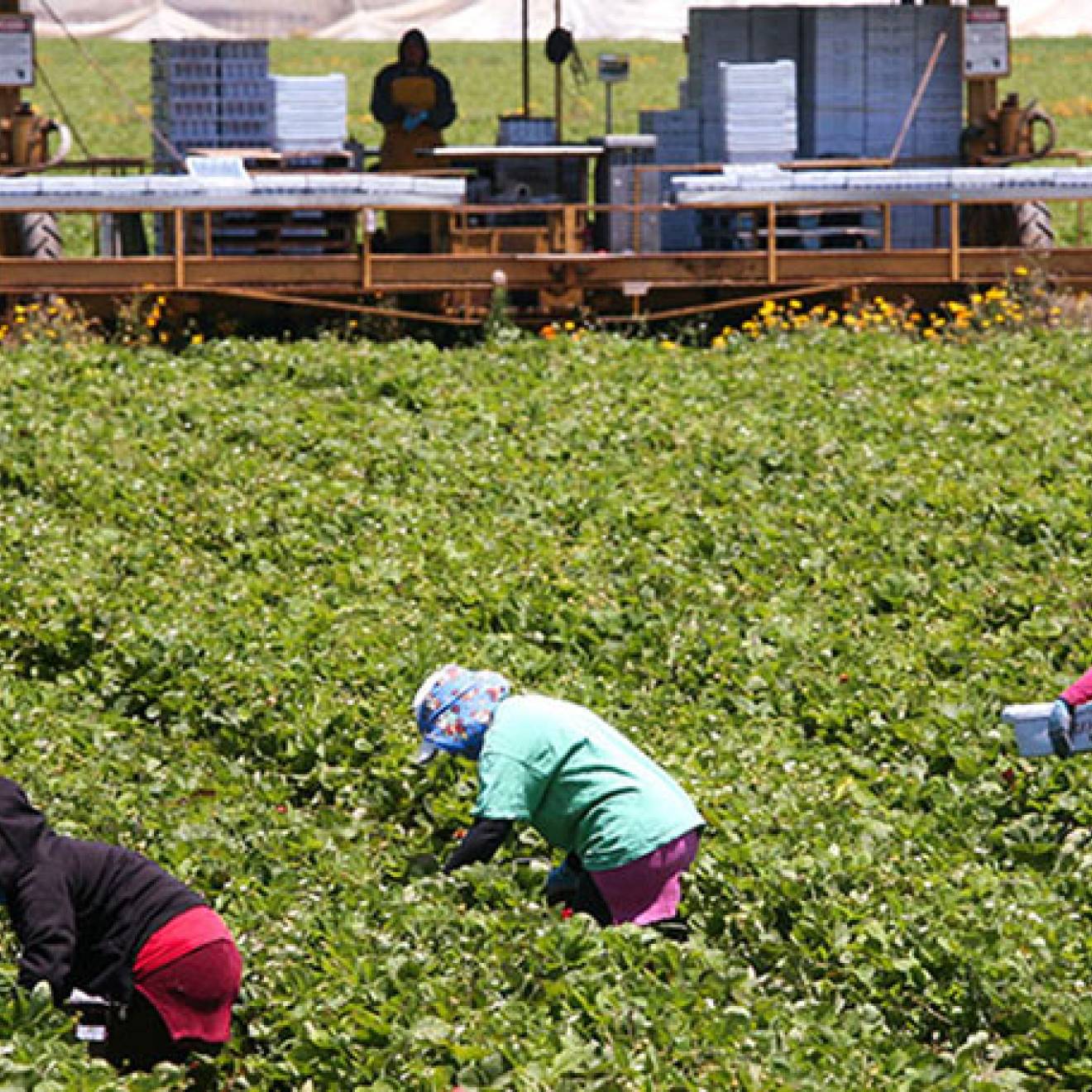 Farmworkers in the field