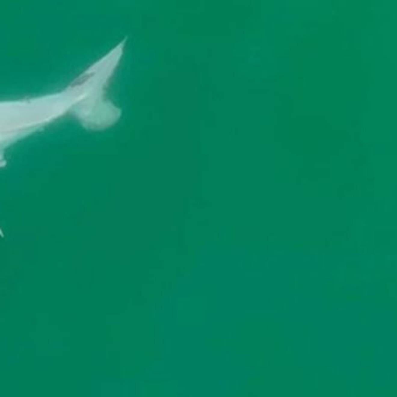 Great white shark baby in a green ocean