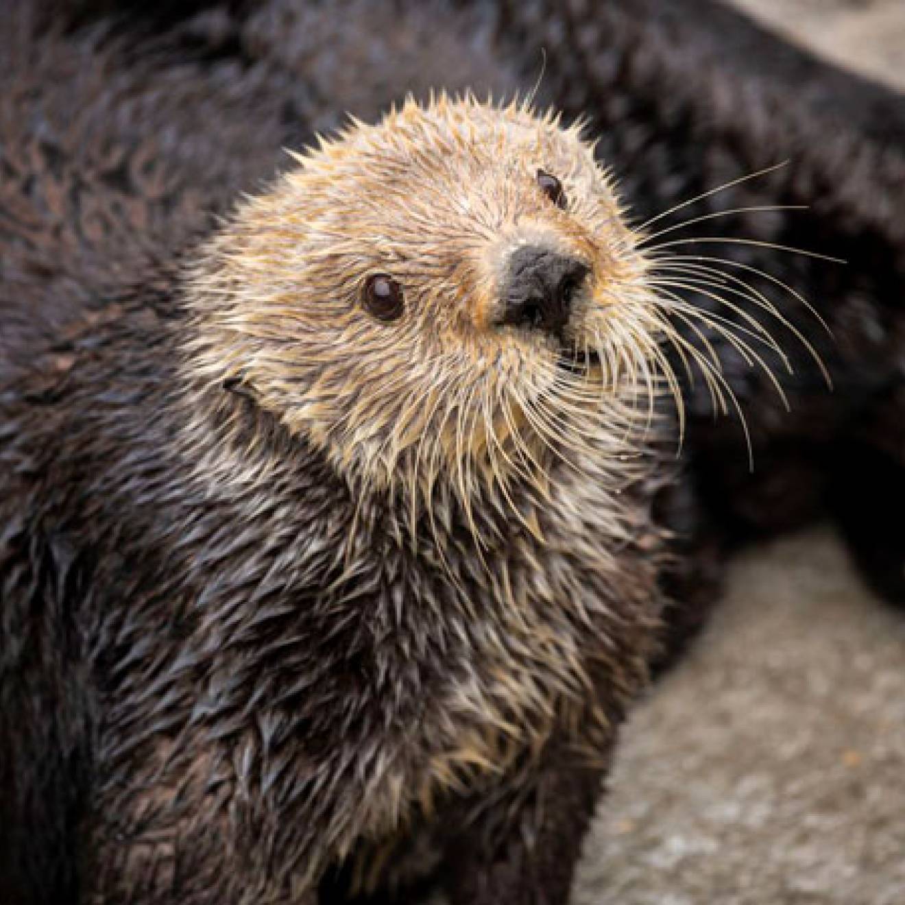 Gidget the sea otter