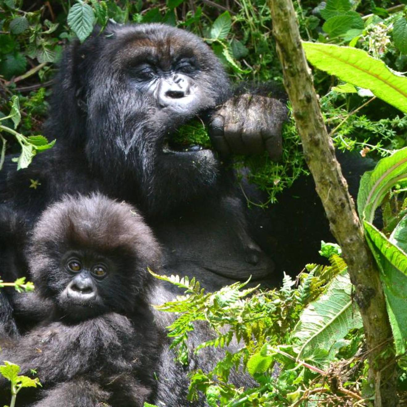 Gorilla mom and infant in the forest. Mom is eating