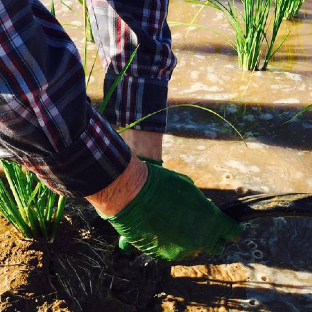 Someone gripping rice in a rice paddy