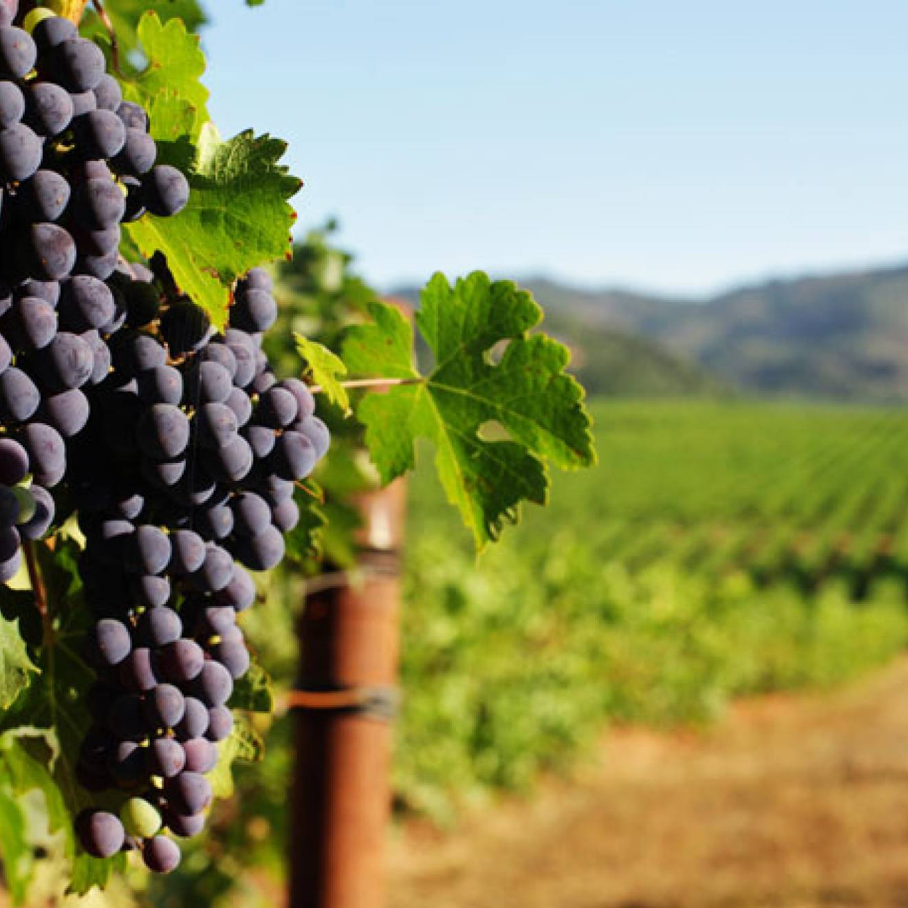 Grapes in a vineyard