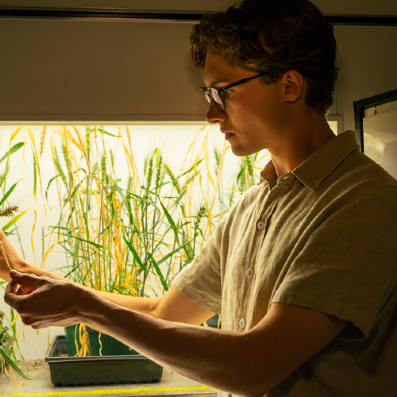 Evan Groover examines a rice plant growing in a brightly lit box