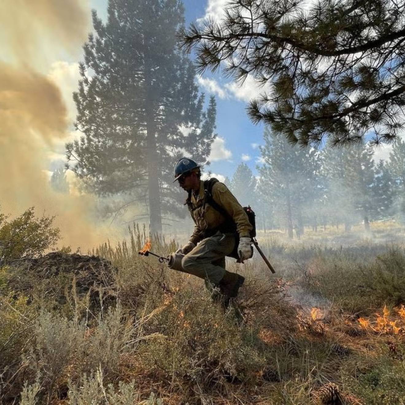A firefighter performing a prescribed burn through brush with a tree to the side and trees in the background