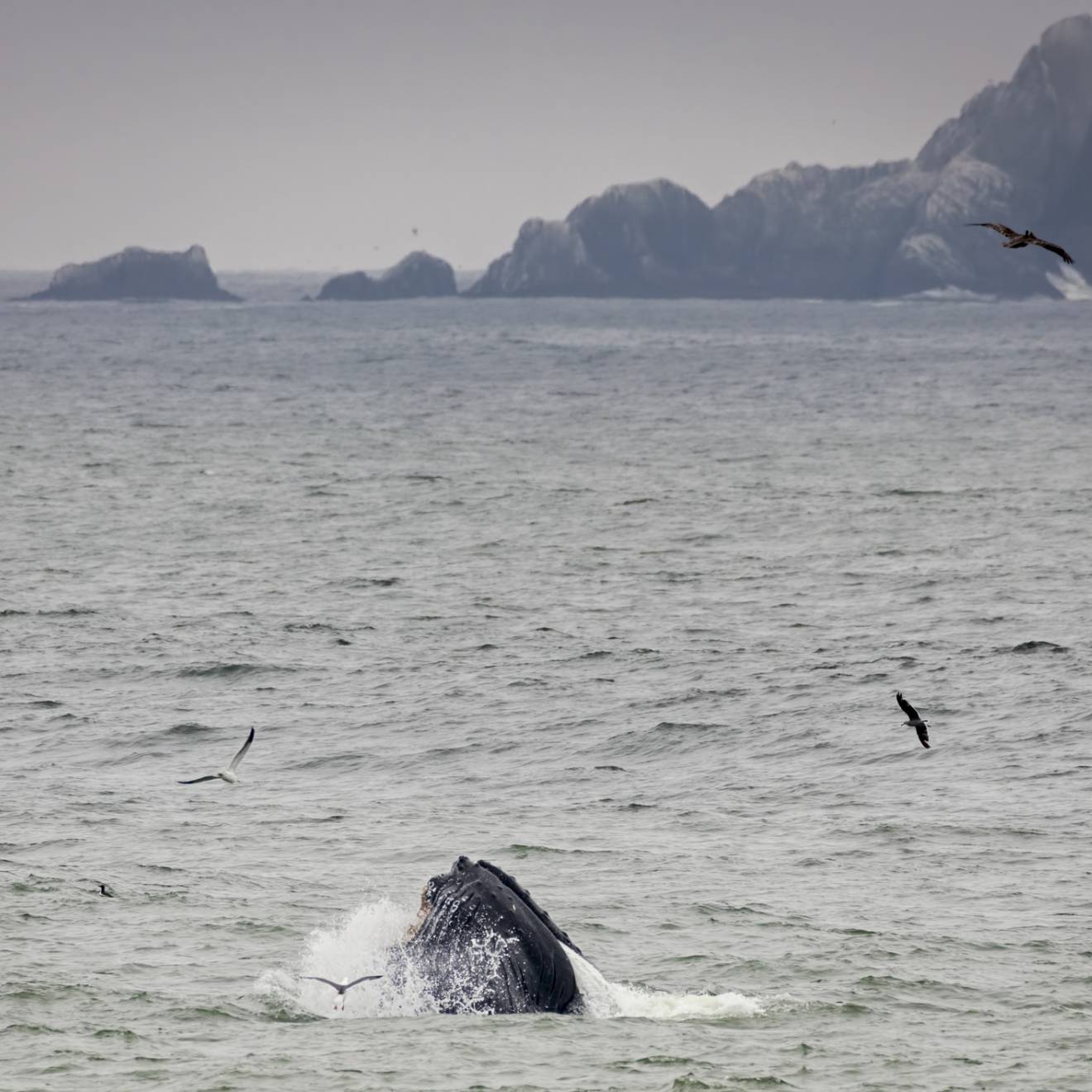 Humpback whale feeding in Pacifica, California