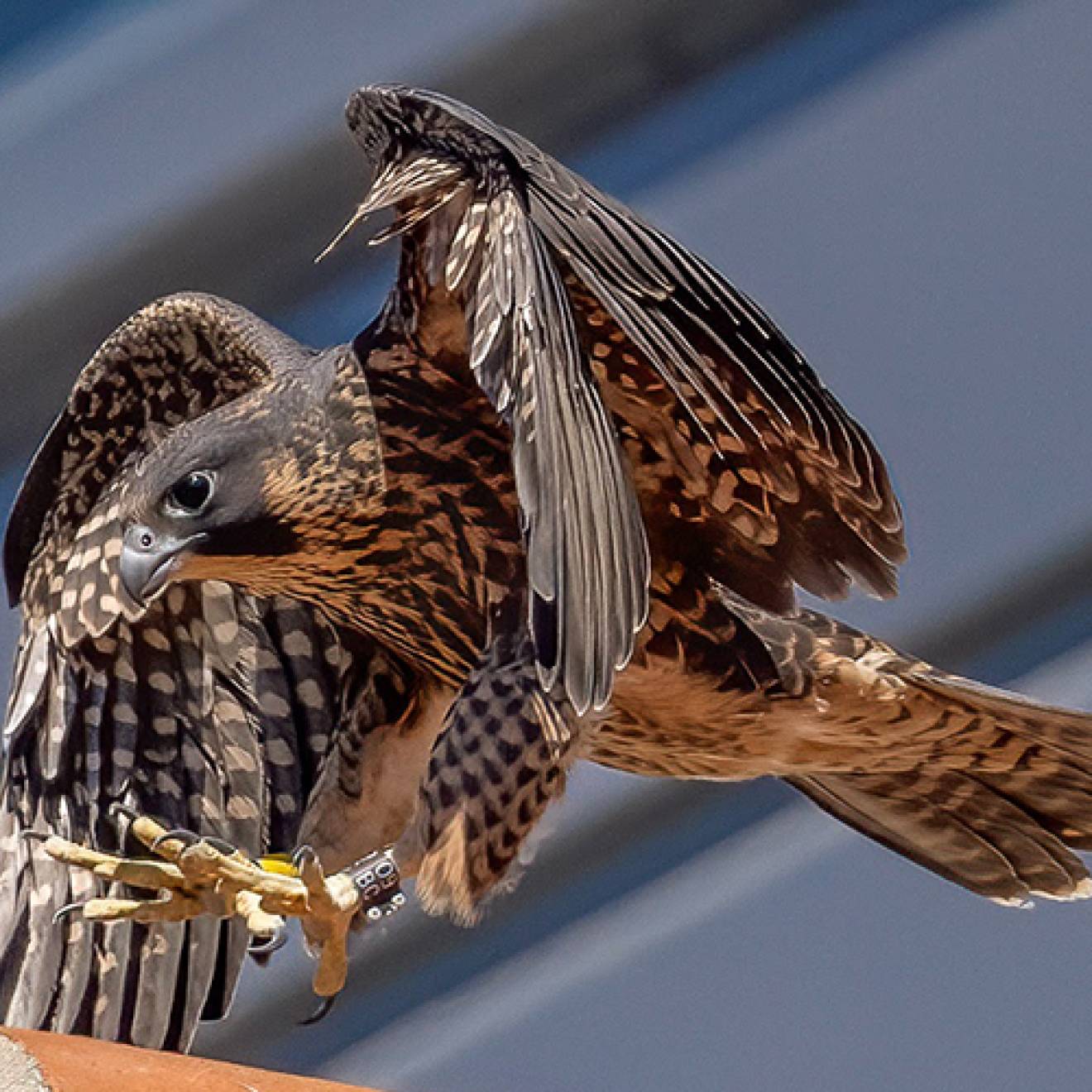 Peregrine falcon with wings up, landing