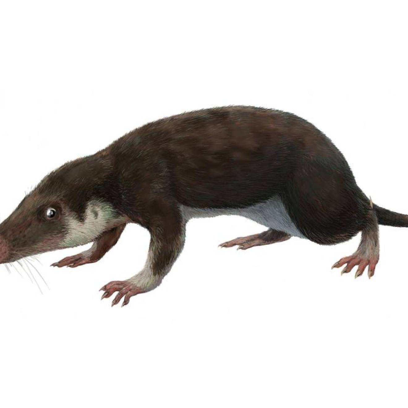 A 200-million-year-old long-snouted mouse-like animal, Morganucodon, which our common ancestor probably resembled