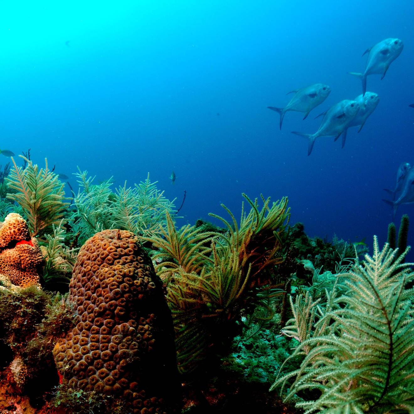 Fish swimming from a reef