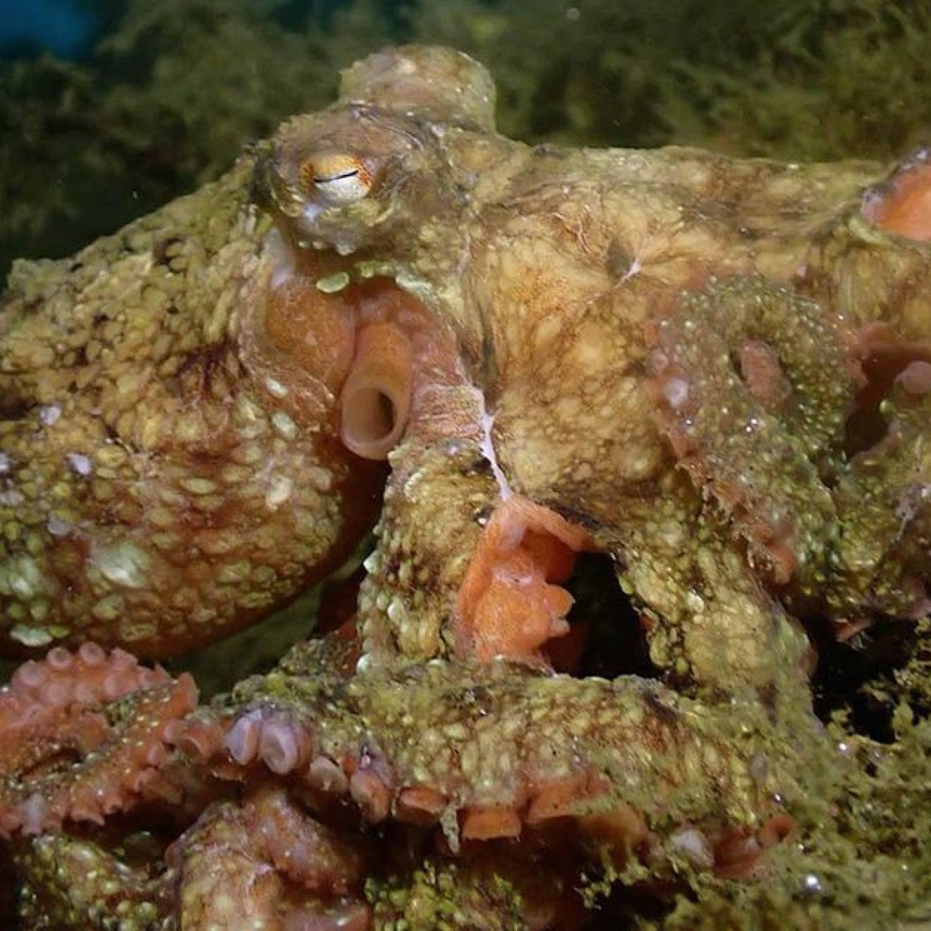 A lumpy brown and pink octopus on the seafloor