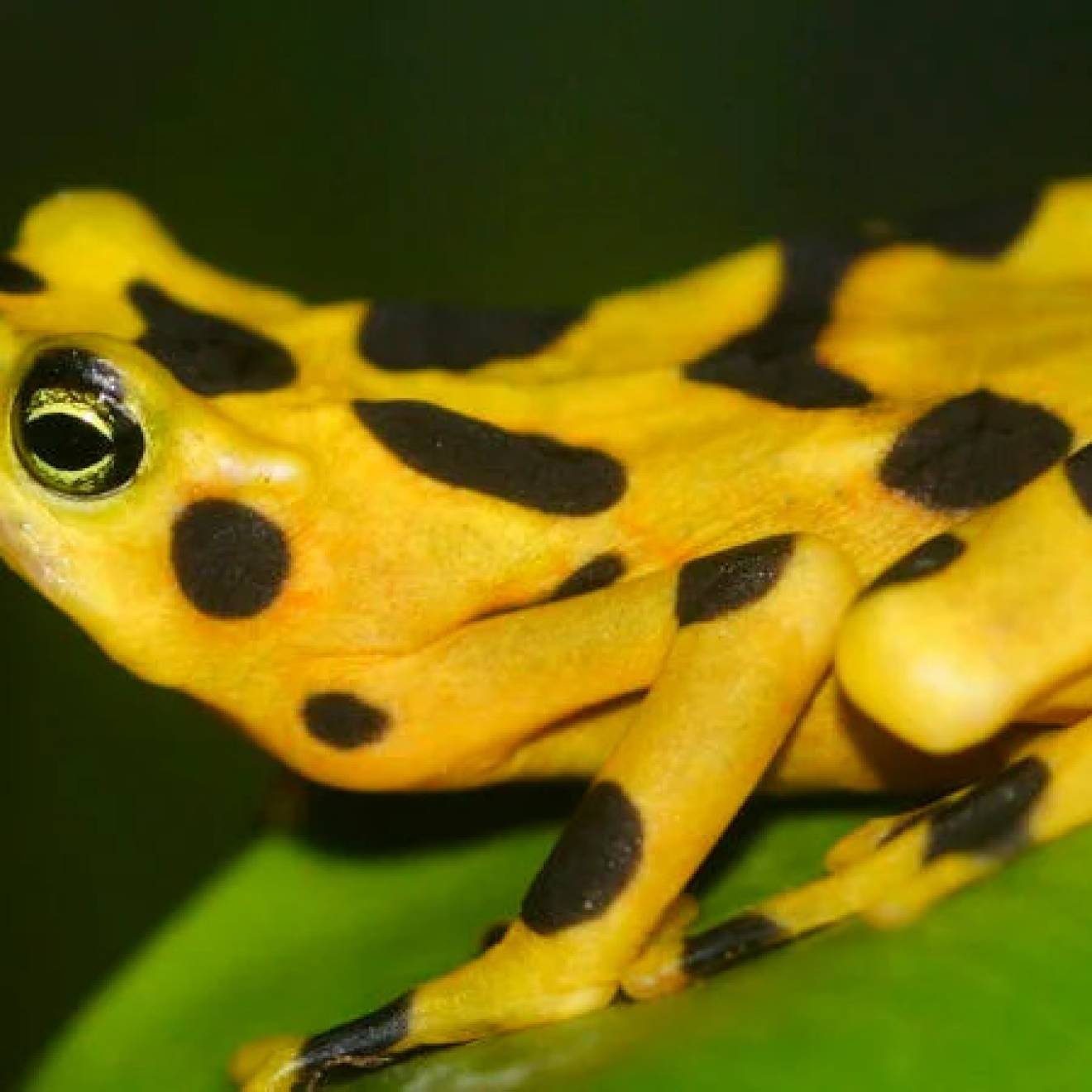 Panamanian golden frog, with black splotches and dots on its bright, shining yellow skin, sits on a leaf