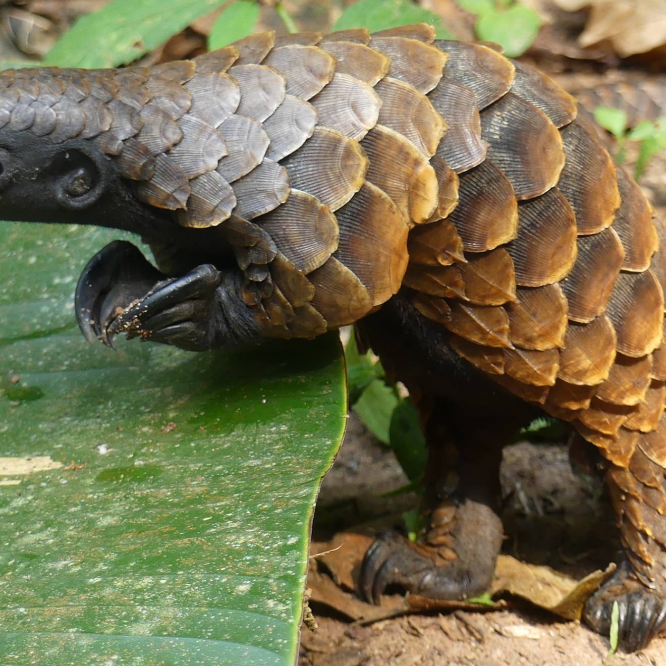 A white-bellied pangolin