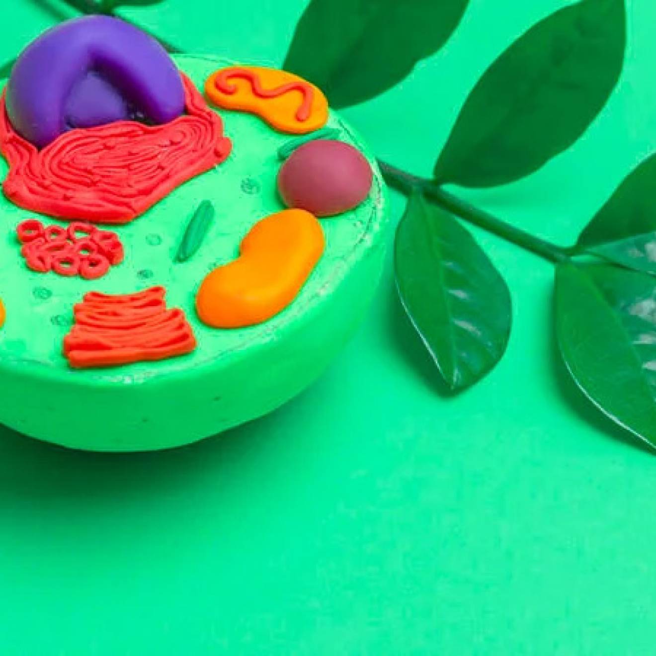 Bright green clay model of a cell showing organelles in contrasting colors, on a bright green background, with a sprig of leaves 