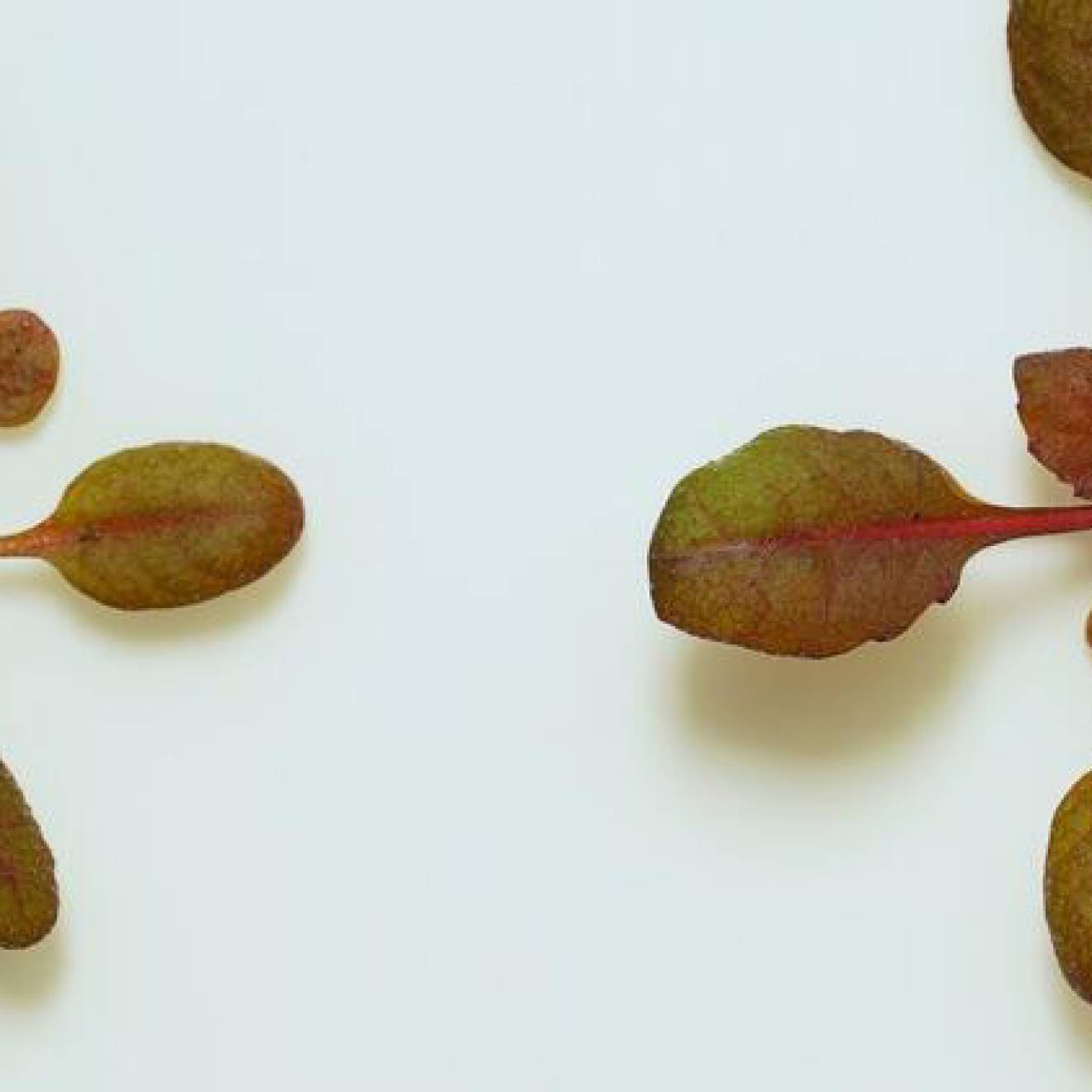 Two reddish plants