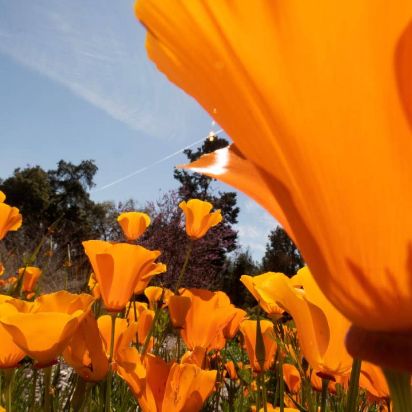 Orange California poppies blooming at the UC Davis Arboretum