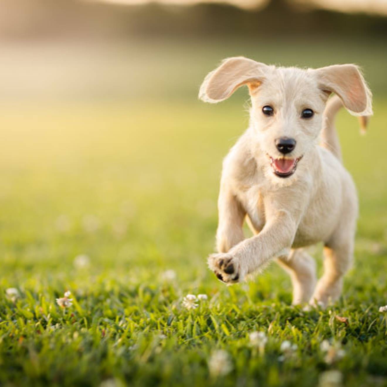 Puppy playing on a green lawn