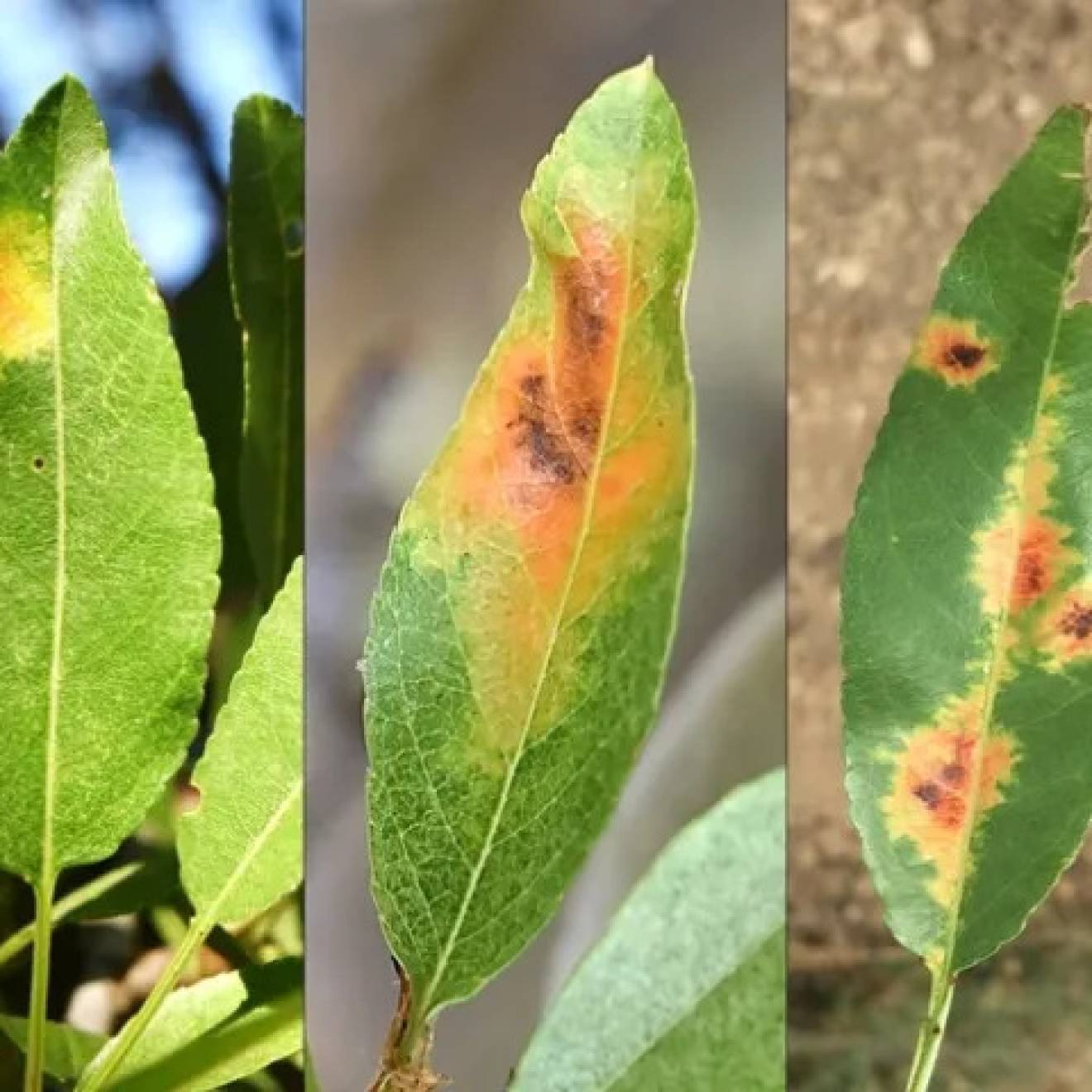 Three images of leaves in a state of increasing red blotchedness next to one another