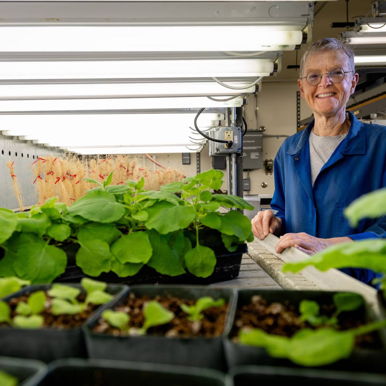 A scientist in a blue lab coat surrounded by green plant specimens