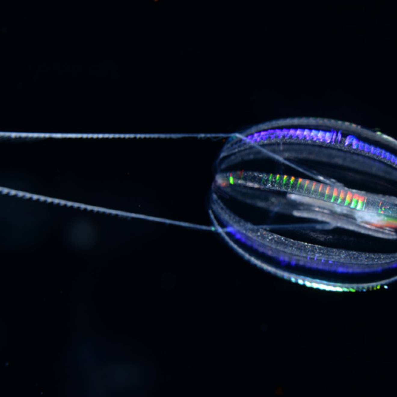 A photo of Hormiphora californensis, a comb jelly called the California sea gooseberry