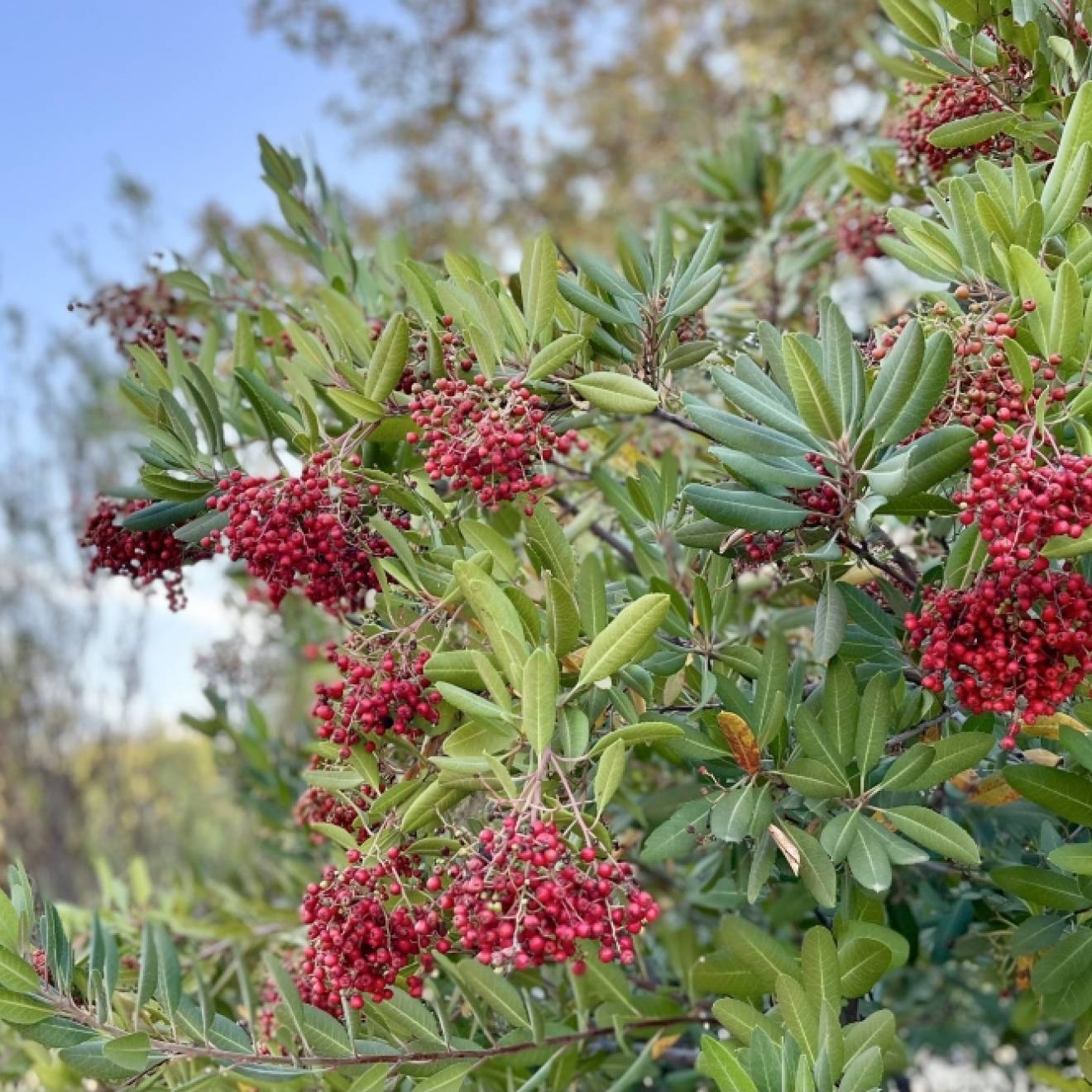 Red berries on green branches, blue sky