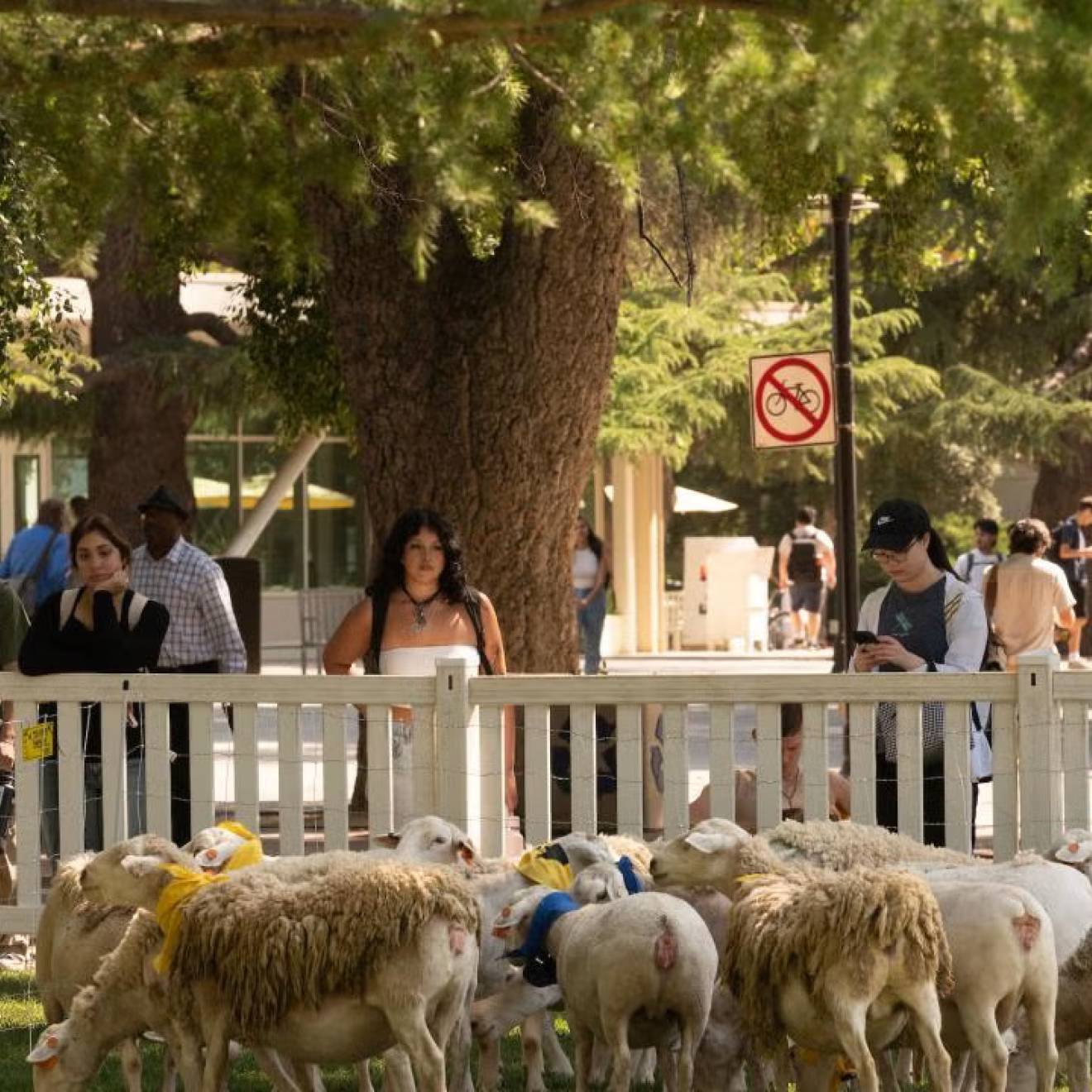 Students at the UC Davis campus watch grazing sheep from behind a fence