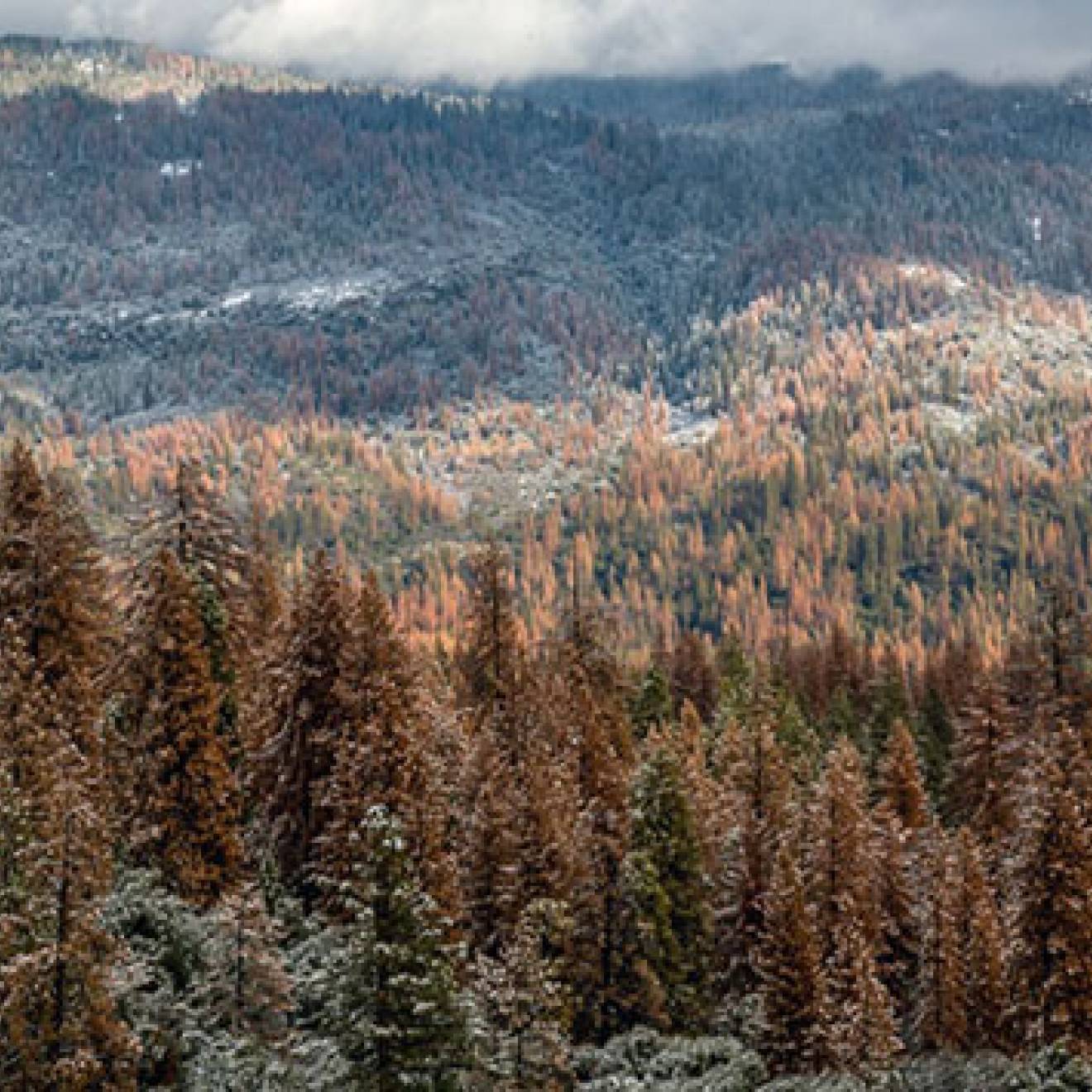 Sierra Nevada forest dried out