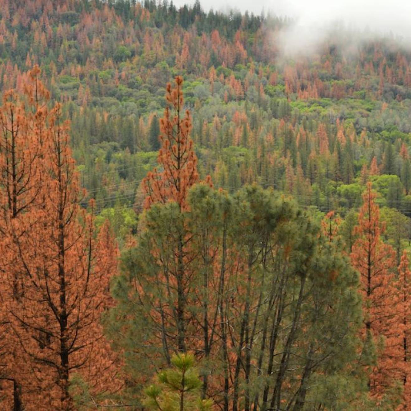 Orange and green trees in the Sierra Nevada