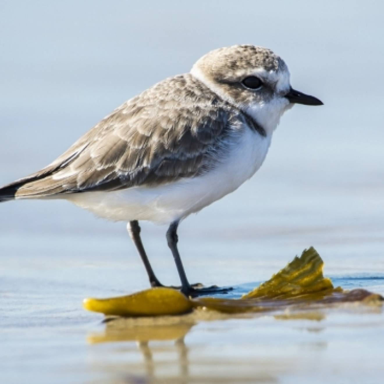 Western snowy plover