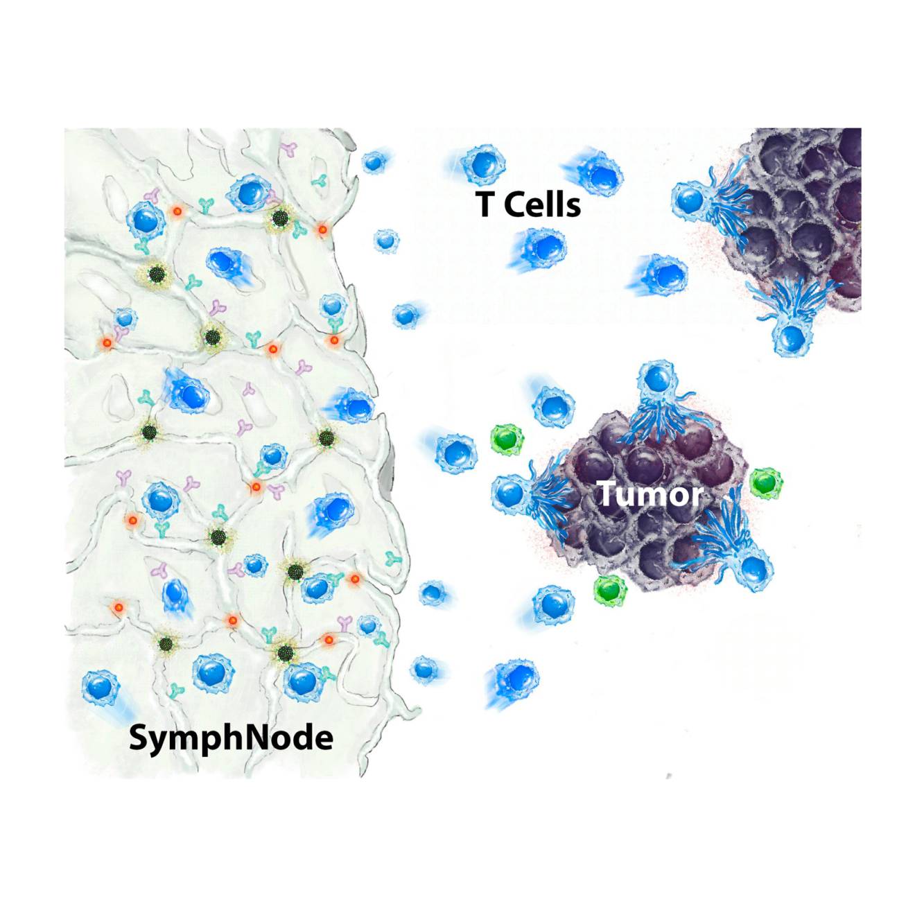 Illustration of a SymphNode interacting with T cells and a tumor