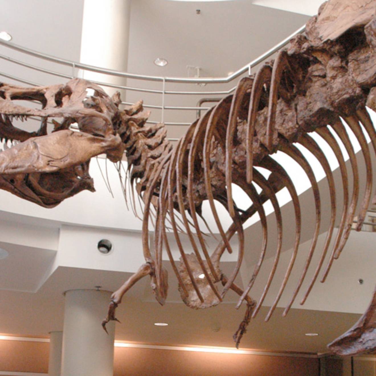 T. rex skeleton in a museum