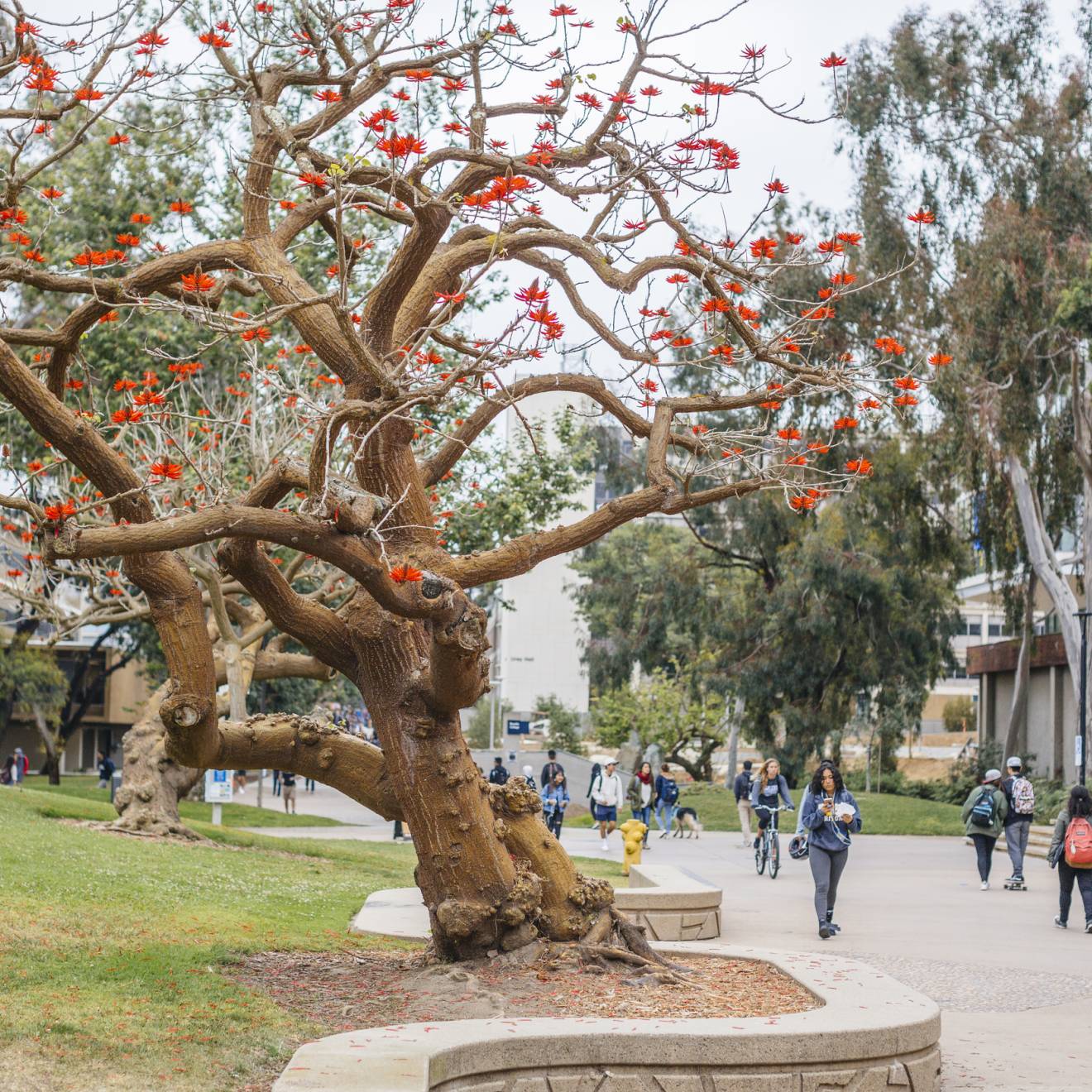 UC San Diego campus sidewalk lined with trees one with bright red leaves