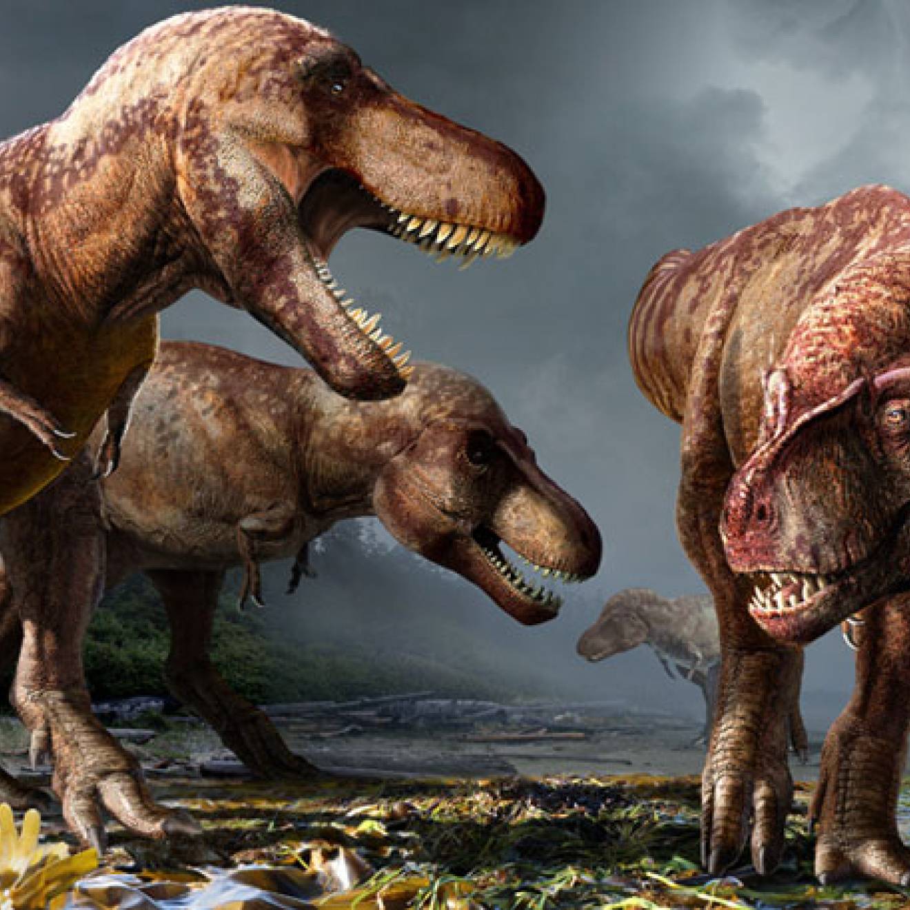 T. Rexes together, millions of years ago, illustration