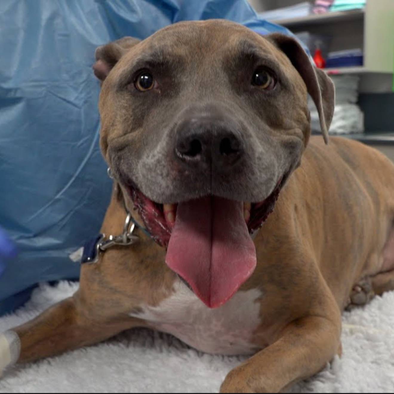 Tyson the pitbull mix at the vet, smiling