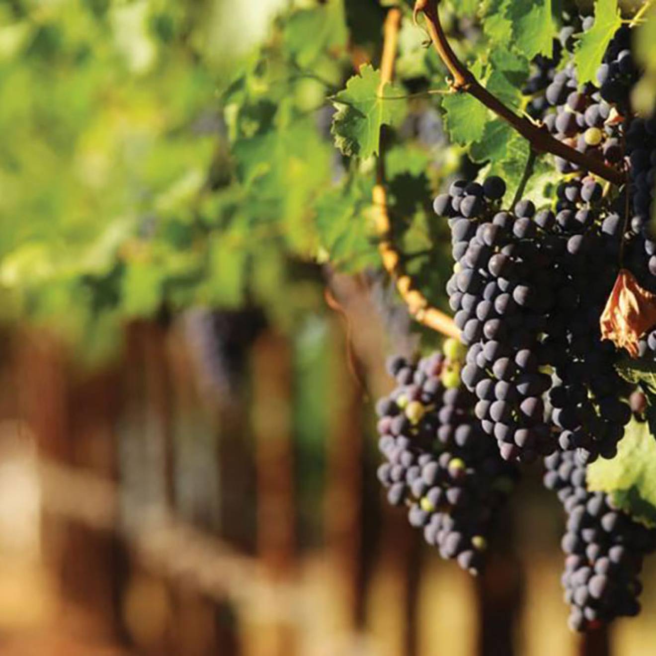 Close up of grapes in a vineyard