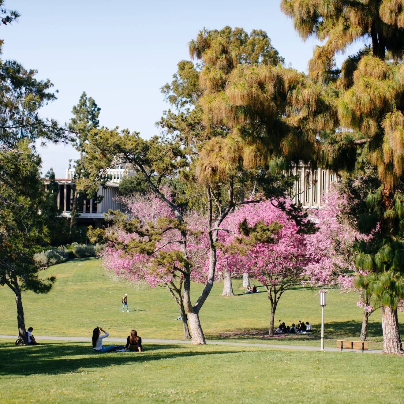 A wide shot of a green meadow on the UC Irvine campus, trees in bloom, students sitting and walking