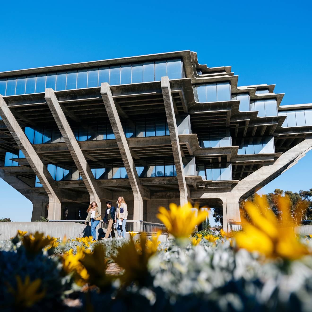 Three people walk out of the UC San Diego Geisel Library, with bright yellow wildflowers in the foreground