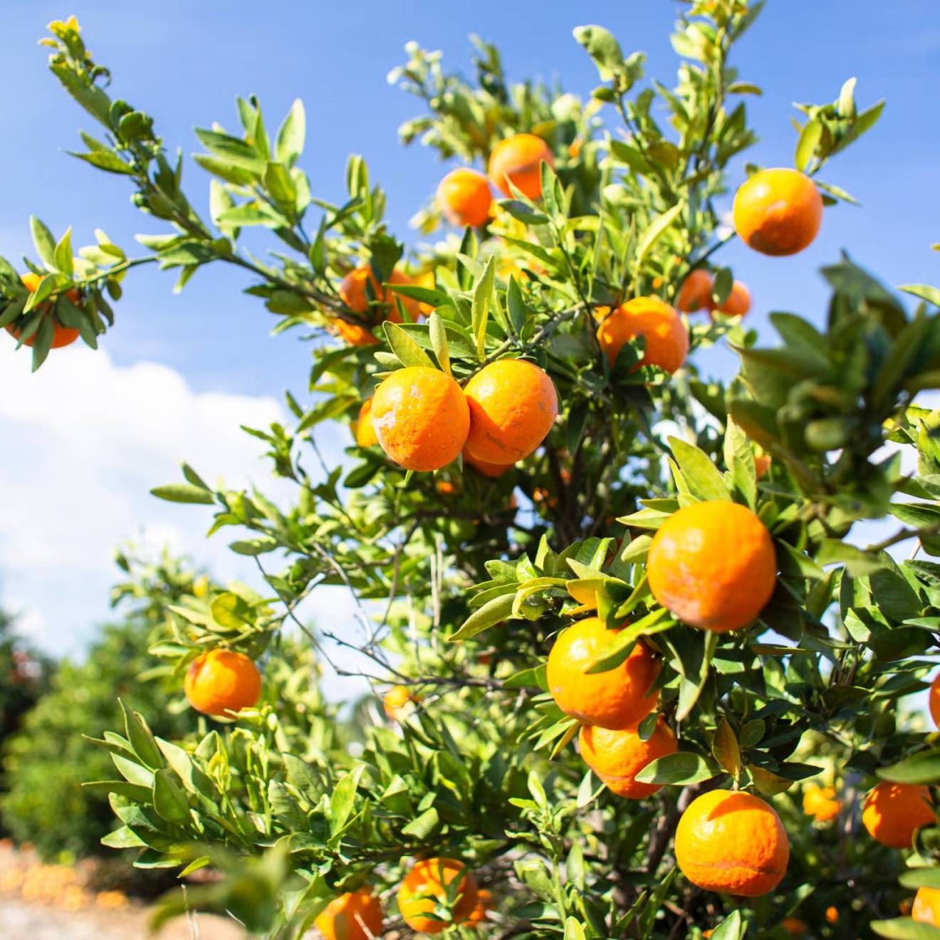 A grove of oranges, with a cluster close to the camera