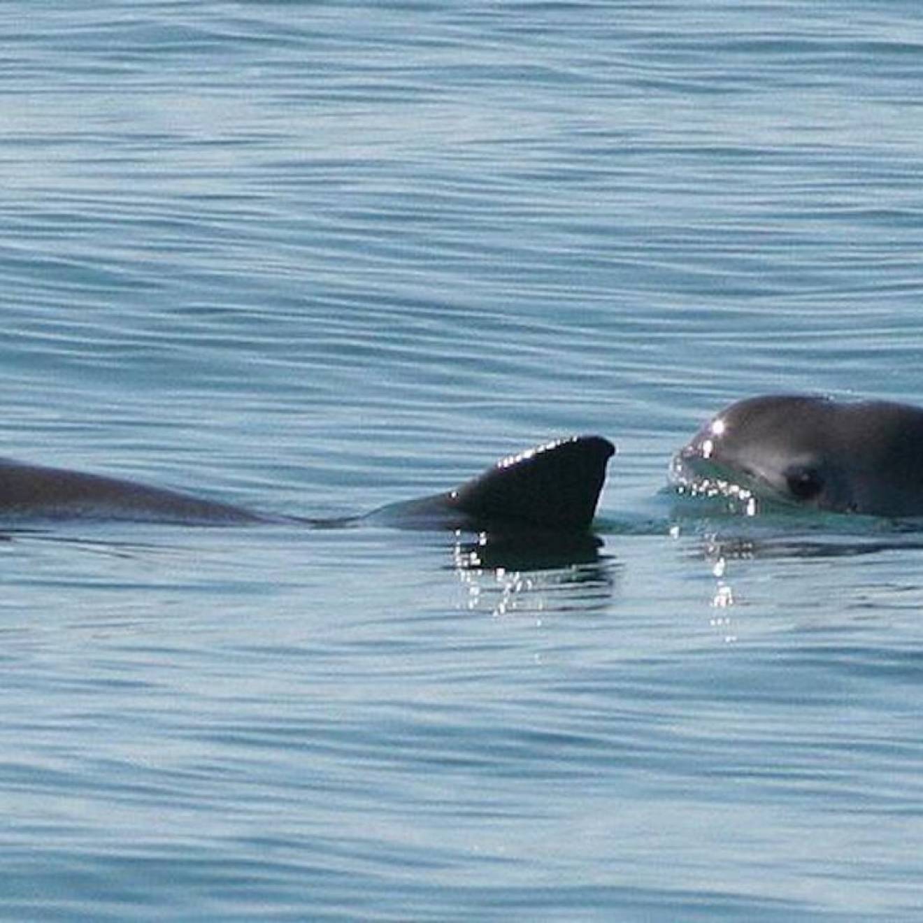 Vaquita porpoises